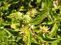 Lantana Camara (en Corse) (03) (Photo F. Mrugala)